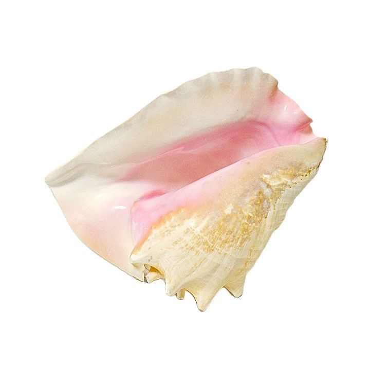 希少　コンク貝　ピンク貝　オブジェ　インテリア❤️ ピンク貝 コンク貝 貝殻 貝殻オブジェ 貝殻置物 希少 標本