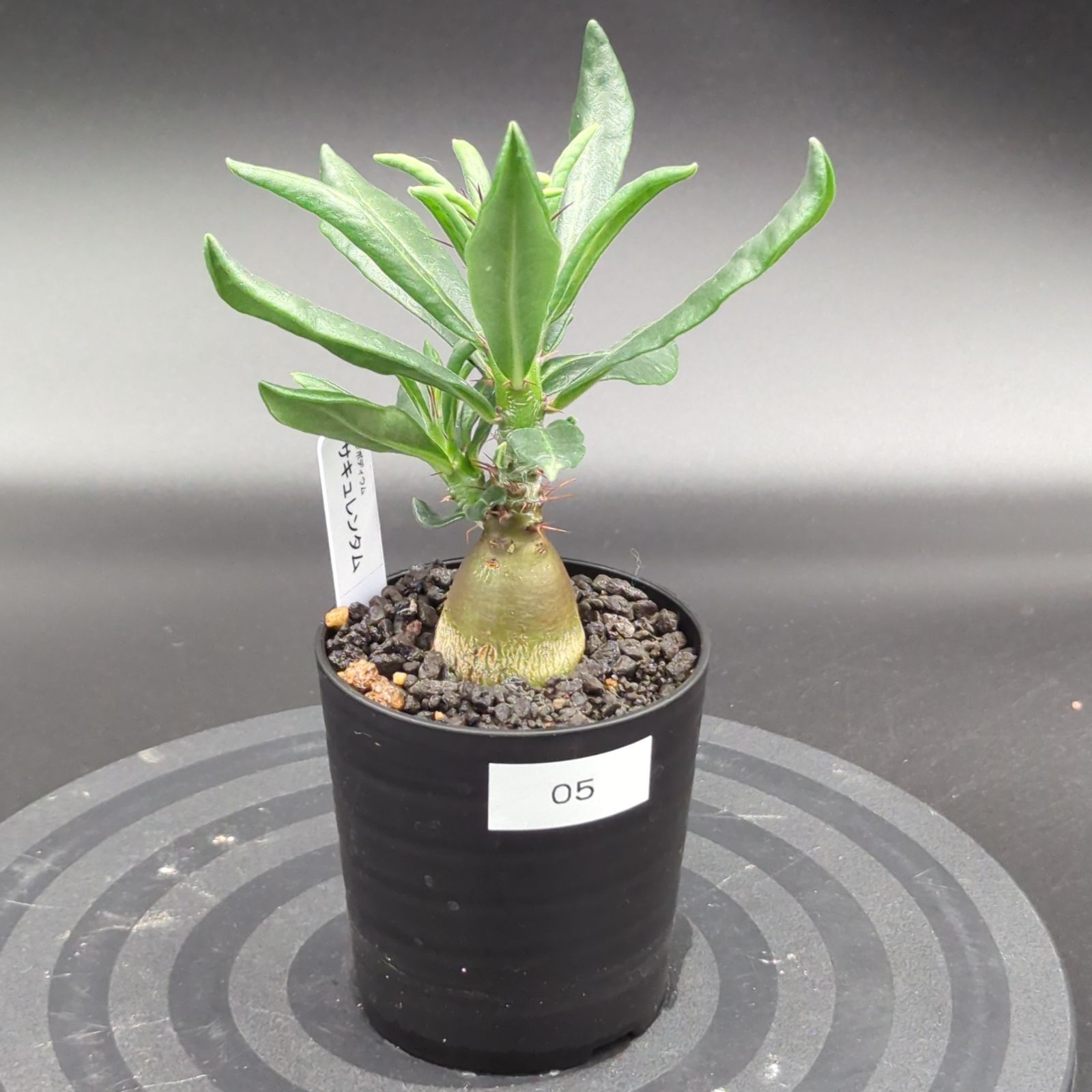 EMP パキポディウム サキュレンタム / Pa80 EMP パキポディウム サキュレンタム / Pa80 EMP パキポディウム