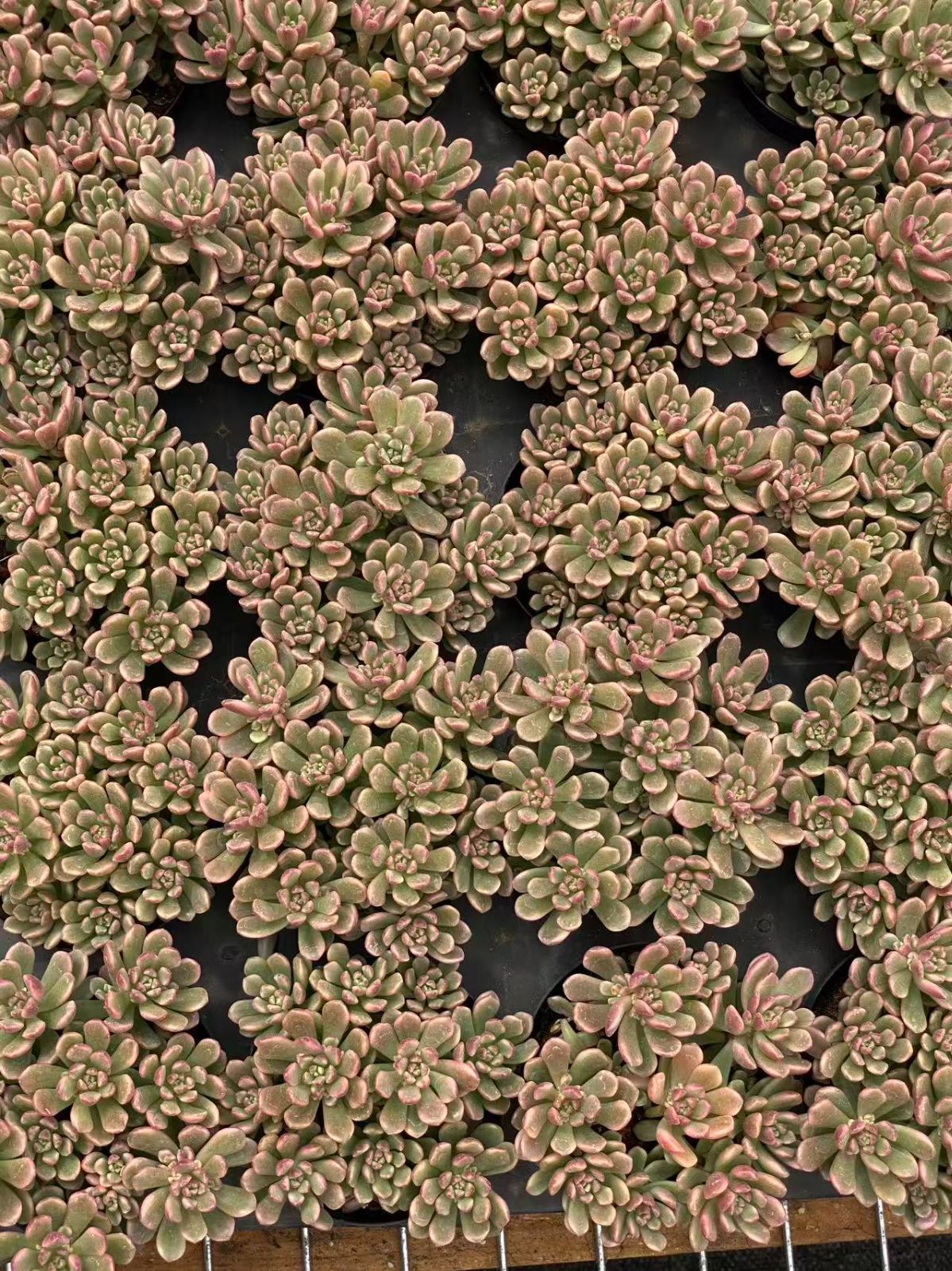 30鉢の土鉢付きセット】タロック錦！ 多肉植物 佐川急便発送