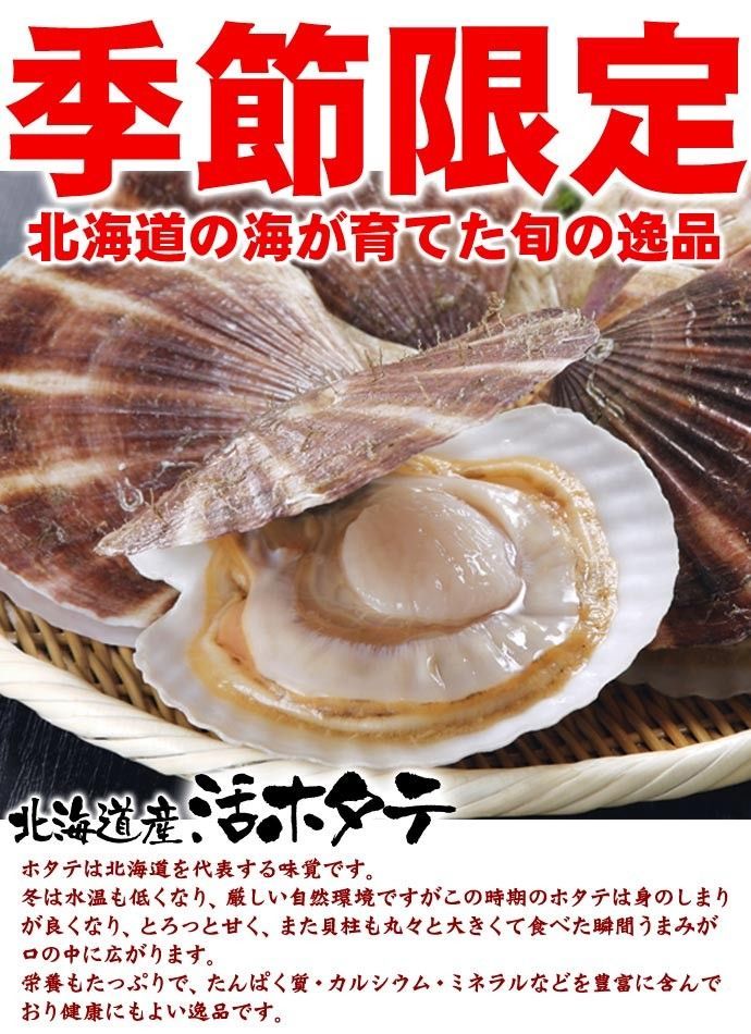 北海道 噴火湾産 活ホタテ貝 約5kg