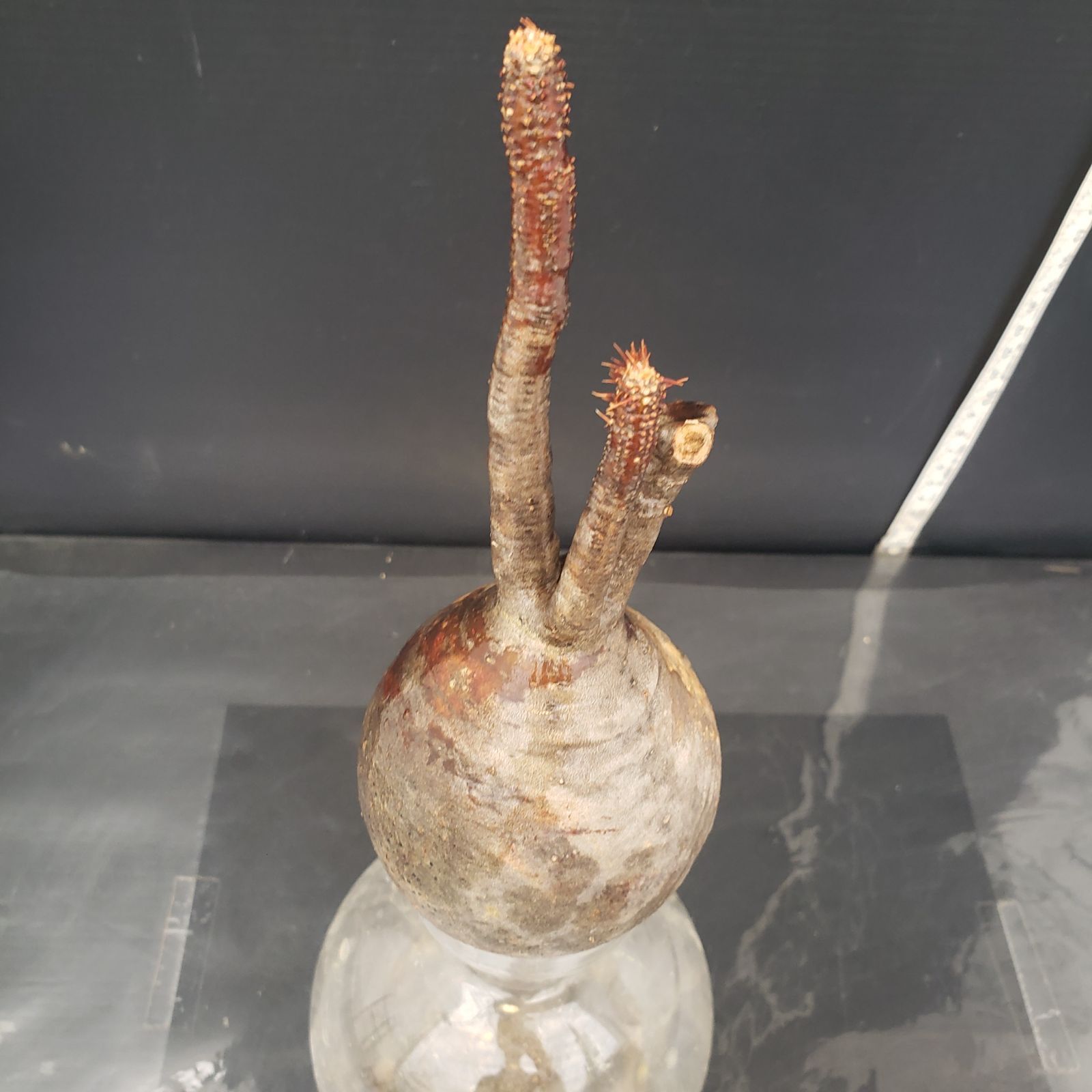 ☆発根済み☆ 抜き苗発送　パキポディウムグラキリ パキポディウム グラキリス 【現地球/発根済み】HK2402614 | RAFLUM