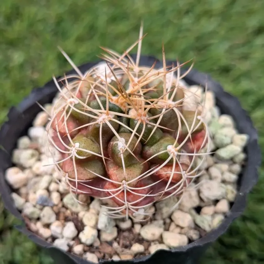 2025年最新】翠晃冠錦の人気アイテム - メルカリ