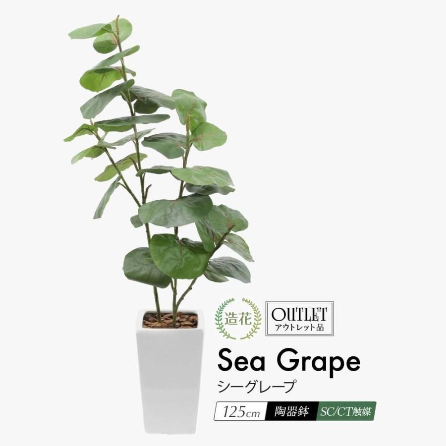 観葉植物 ユーフォルビア 多肉植物」の人気商品一覧 | 安い商品を通販