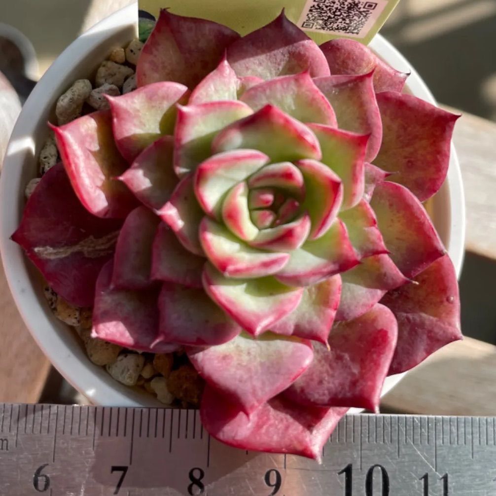 リトルバード❣️Little Bird❣️札付き❗️多肉植物 抜き苗 リトルバード❣️Little Bird❣️札付き❗️多肉植物 抜き苗