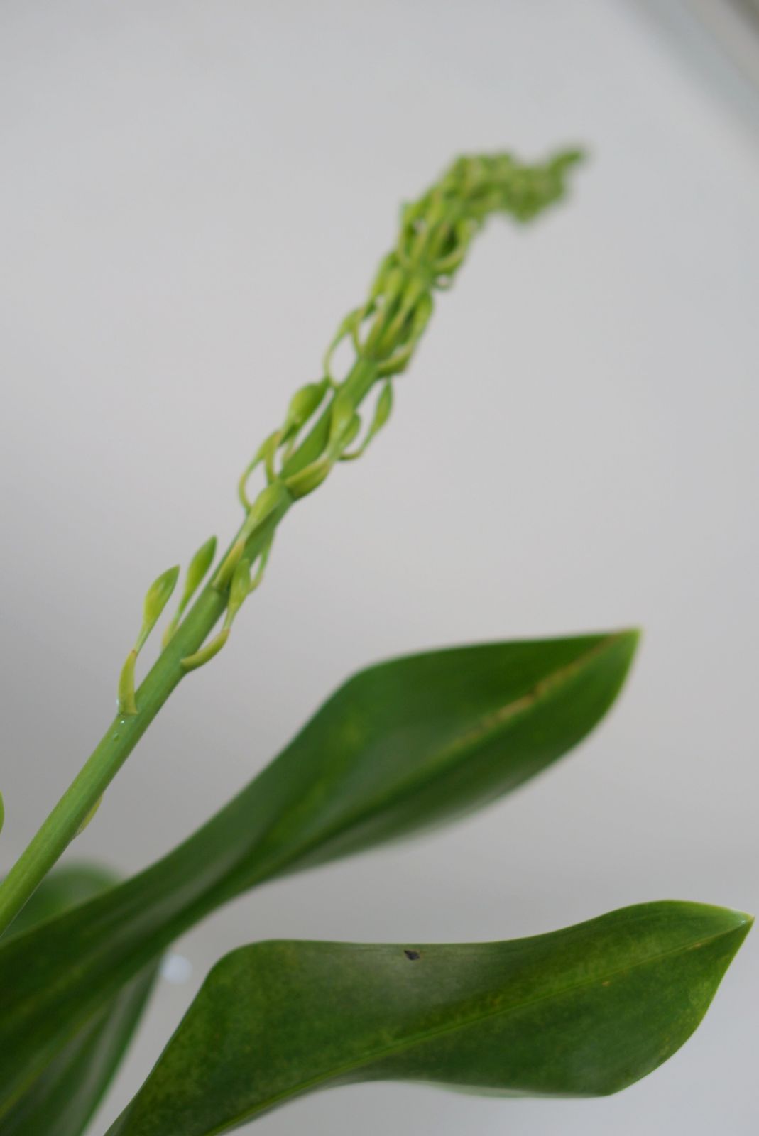 グラマトフィラム （モジャマトフィラム） - メルカリ