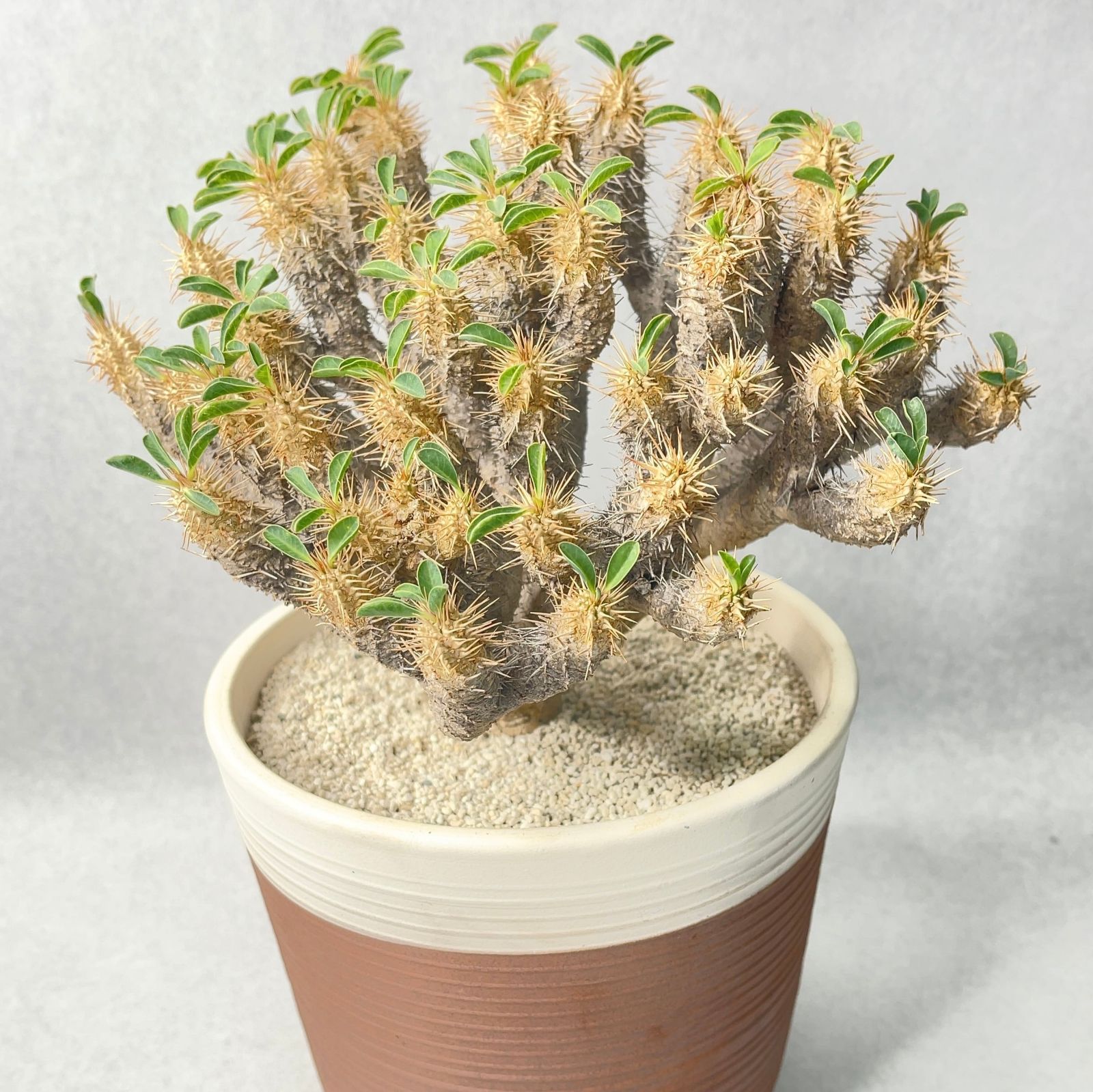 塊根植物　ウィンゾリー ・グラキリス ・ギラウミニアナ ・不明パキポディウム 塊根植物 ウィンゾリー ・グラキリス ・ギラウミニアナ ・不明