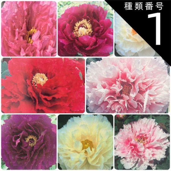種類1:島大臣 牡丹 豪華多弁咲き 14種類から選べます！6号鉢 (直径18cm