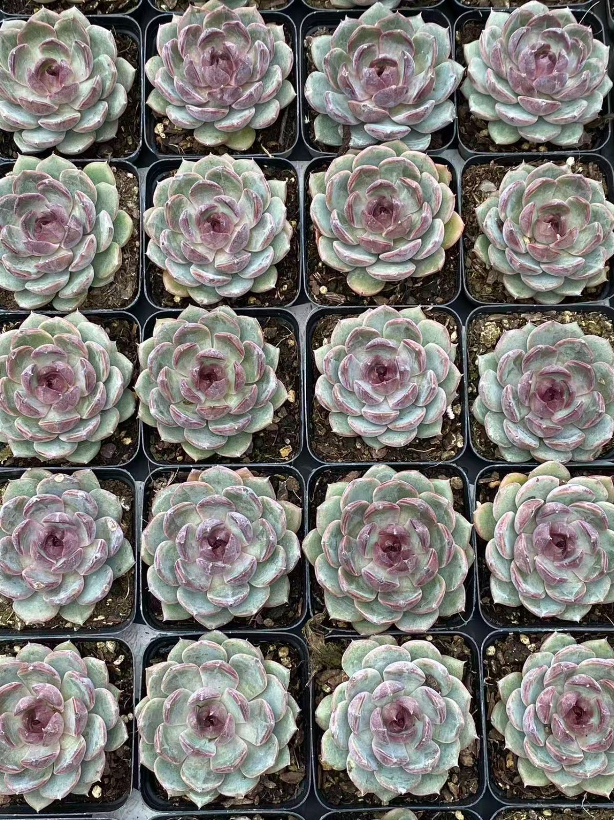 ZM1716×70 ブルーベリー 抜き苗 多肉植物 アエオニウム エケベリア 韓国苗 YUZUMIYA_COM