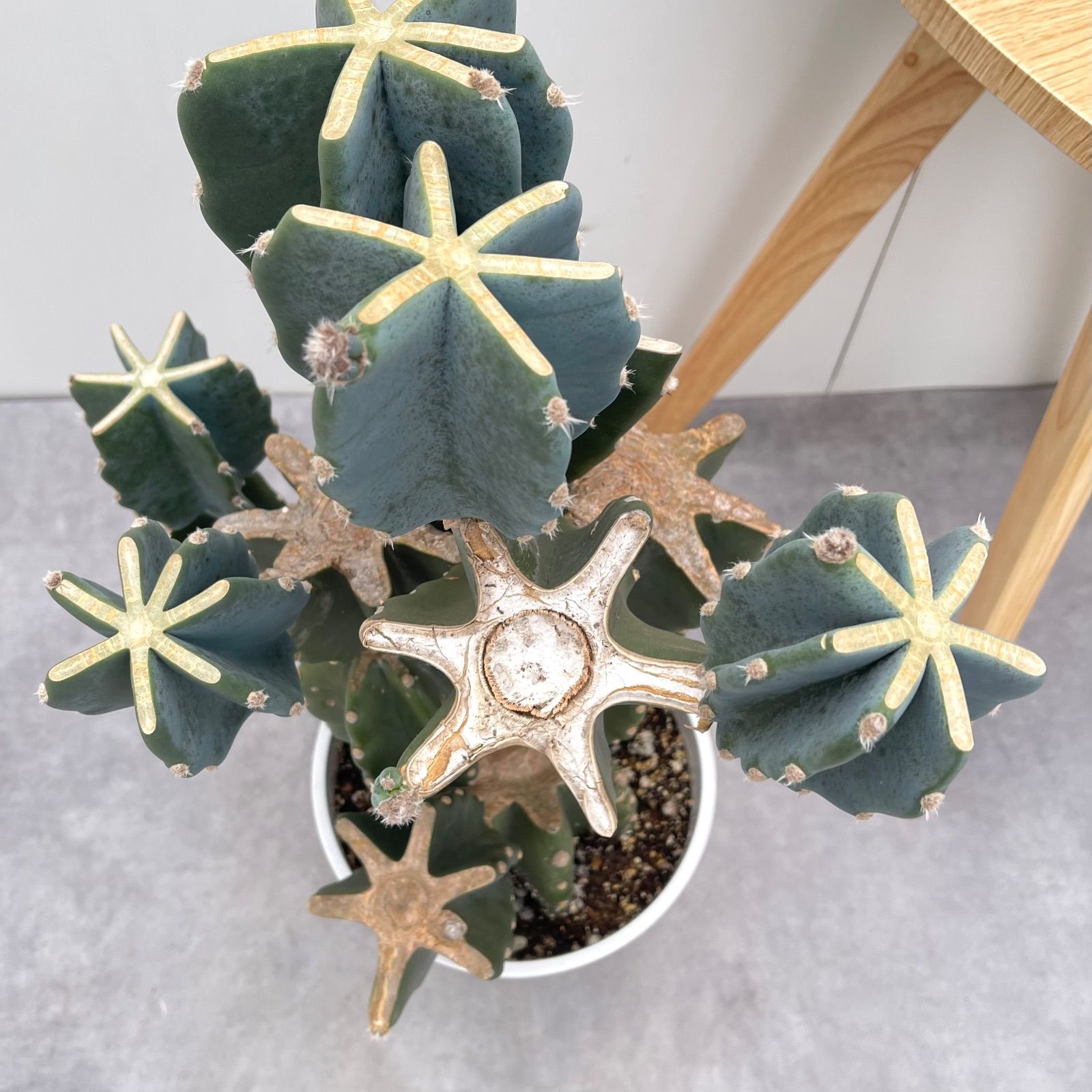 室内 ドライガーデン