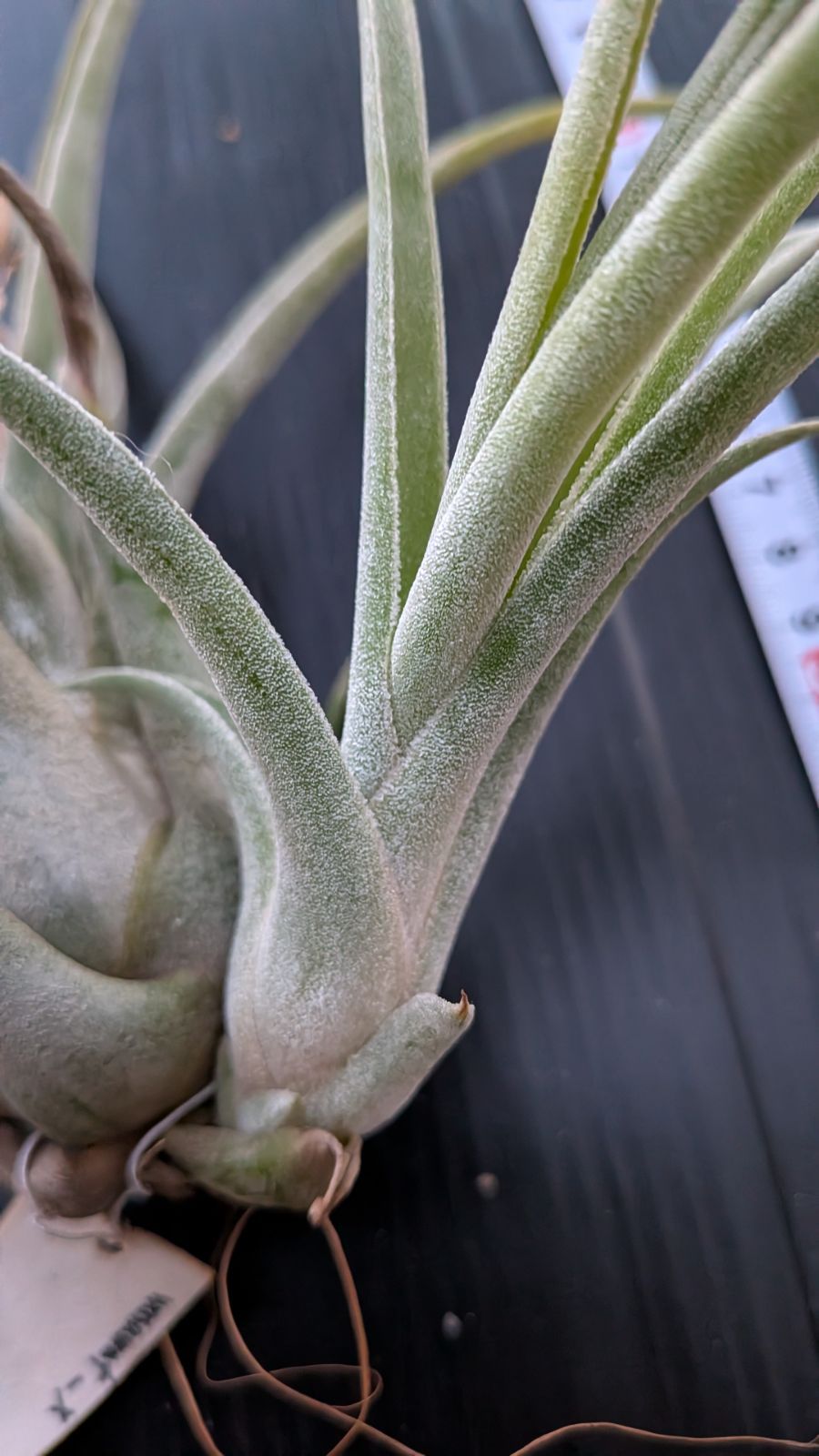 観葉植物 チランジア Lucile x カプトメデューサ