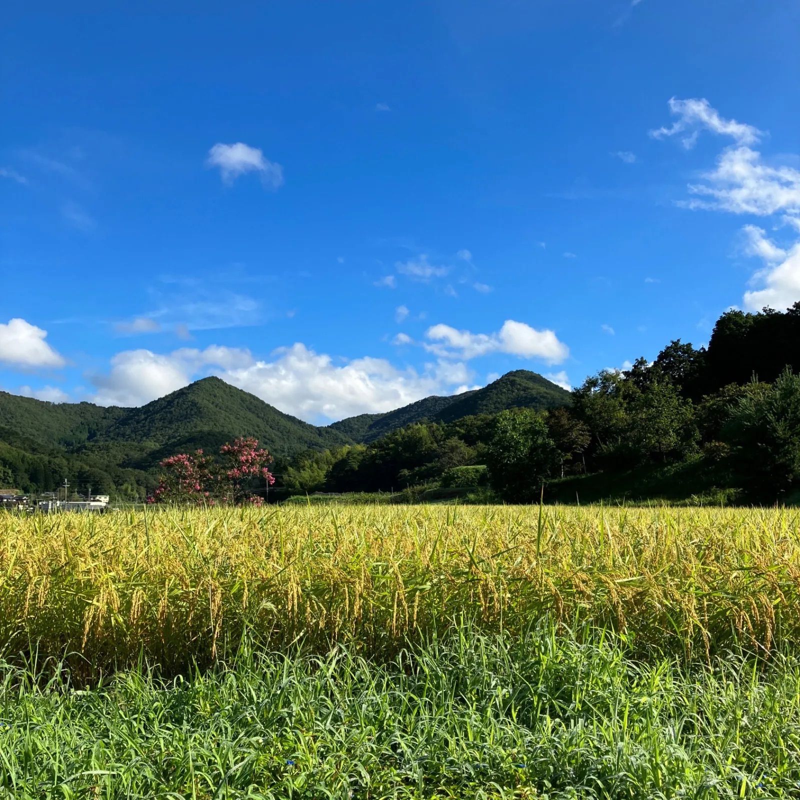 新米【丹波篠山コシヒカリ】白米/20㎏ 令和5年産〈単一原料米〉食味値