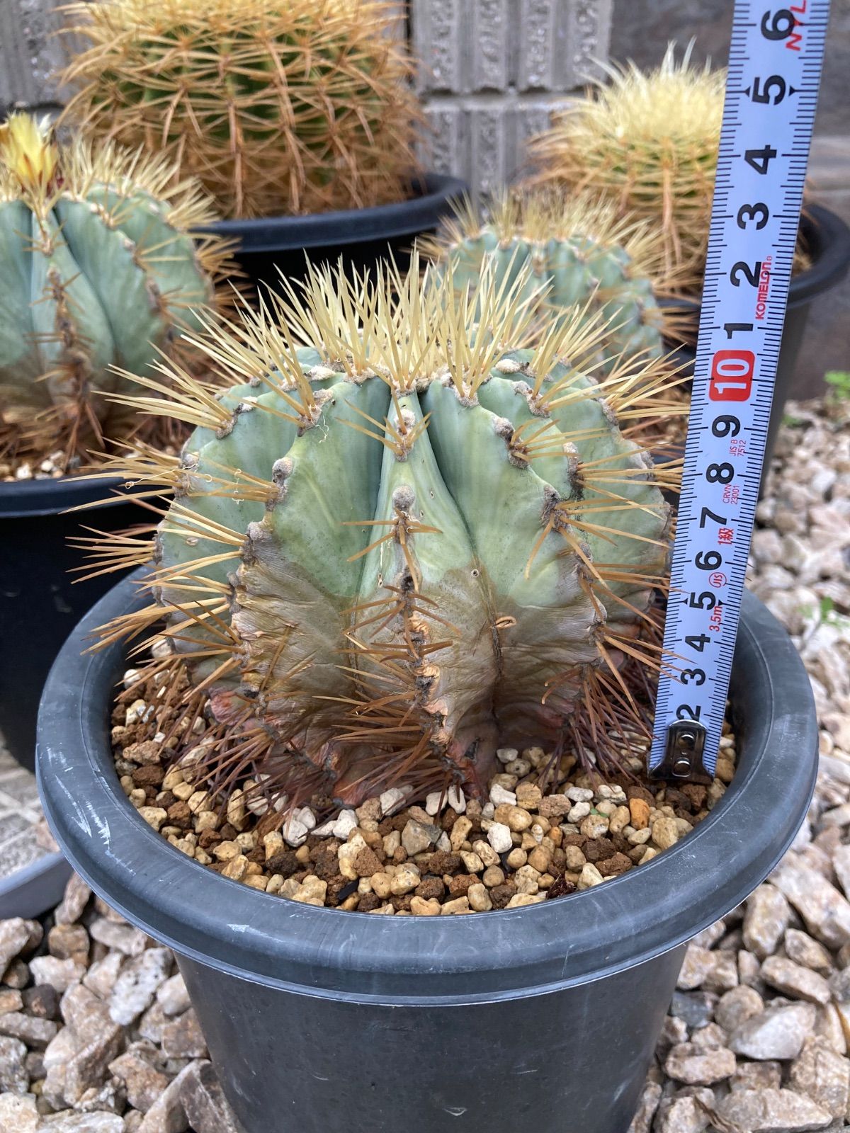 王冠竜 サボテン 王冠竜 12号鉢 M