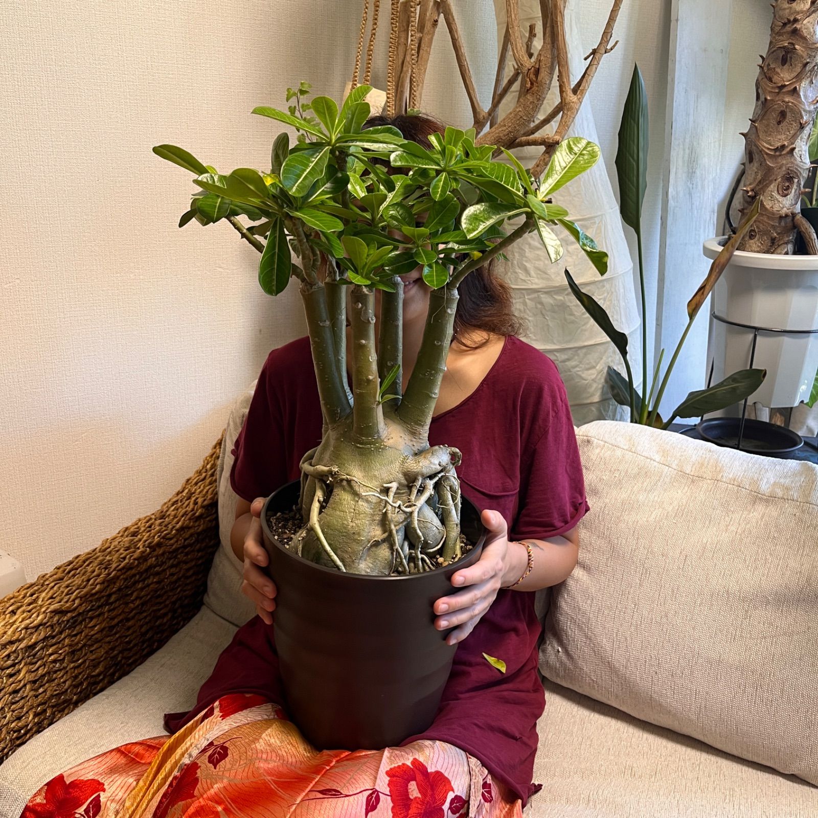 アデニウム オベスム 特大 塊根植物 コーデックス - メルカリ