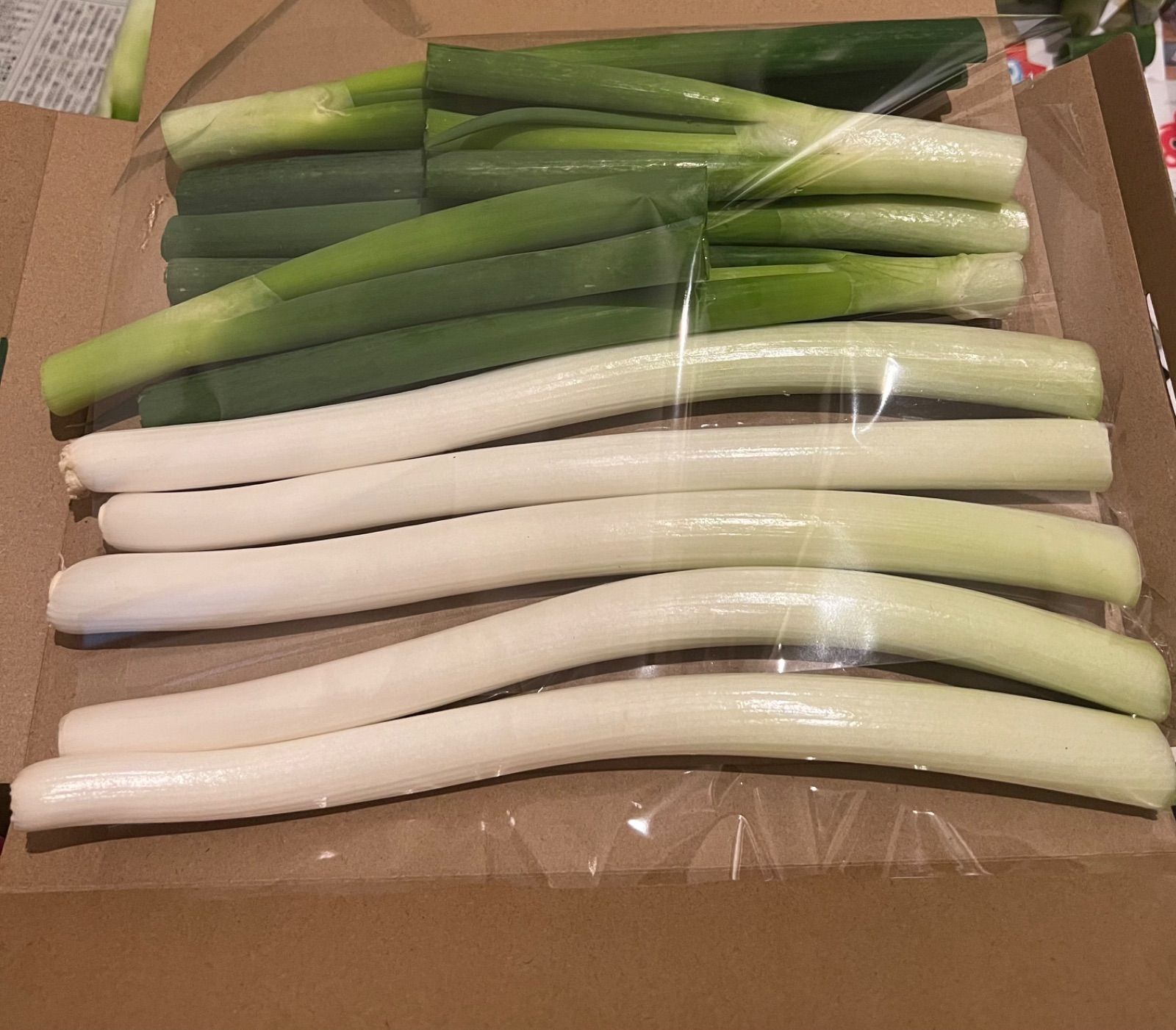 期間限定出品‼︎農家直送ネギ - 野菜