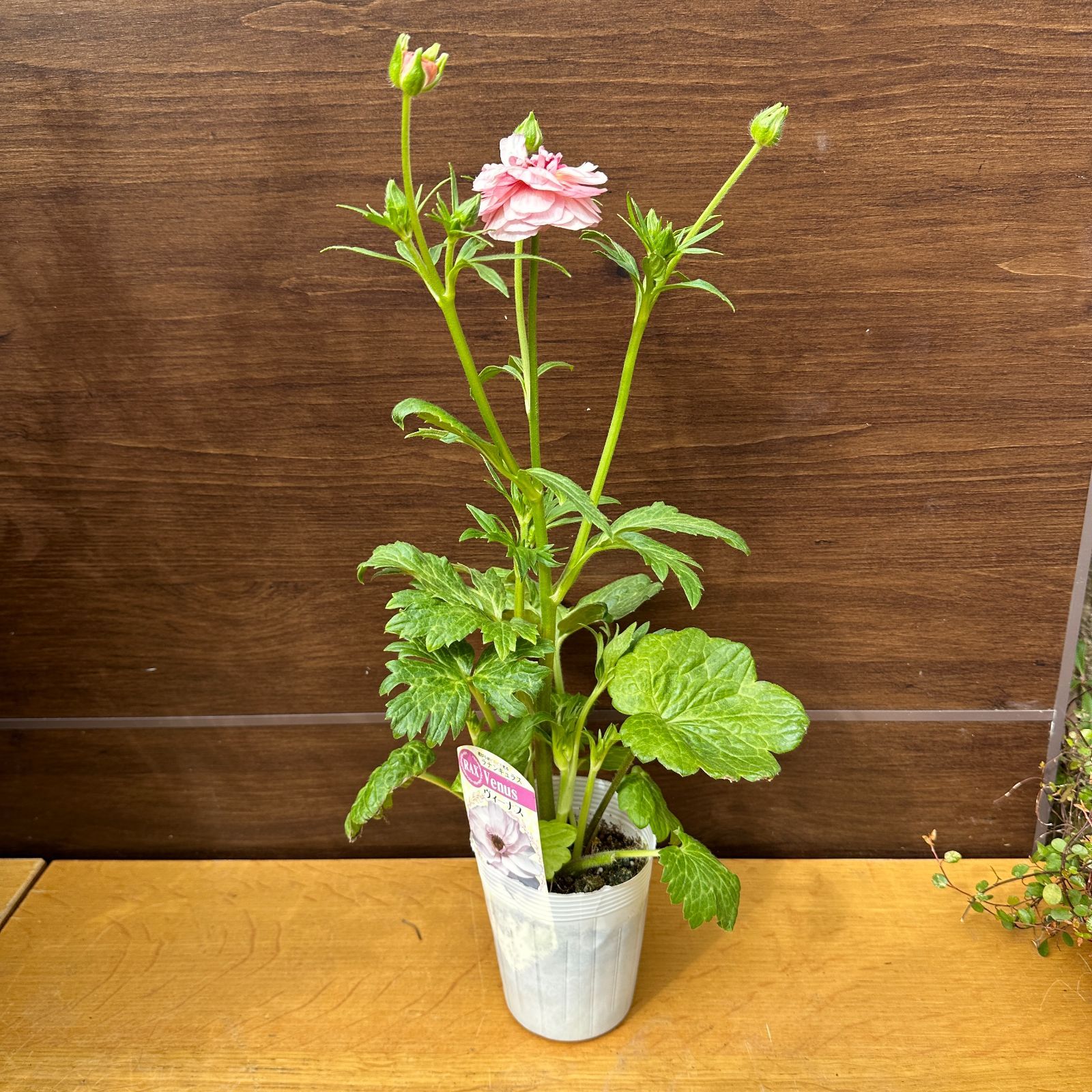 ラナンキュラスラックス苗 3品種 【公式通販】