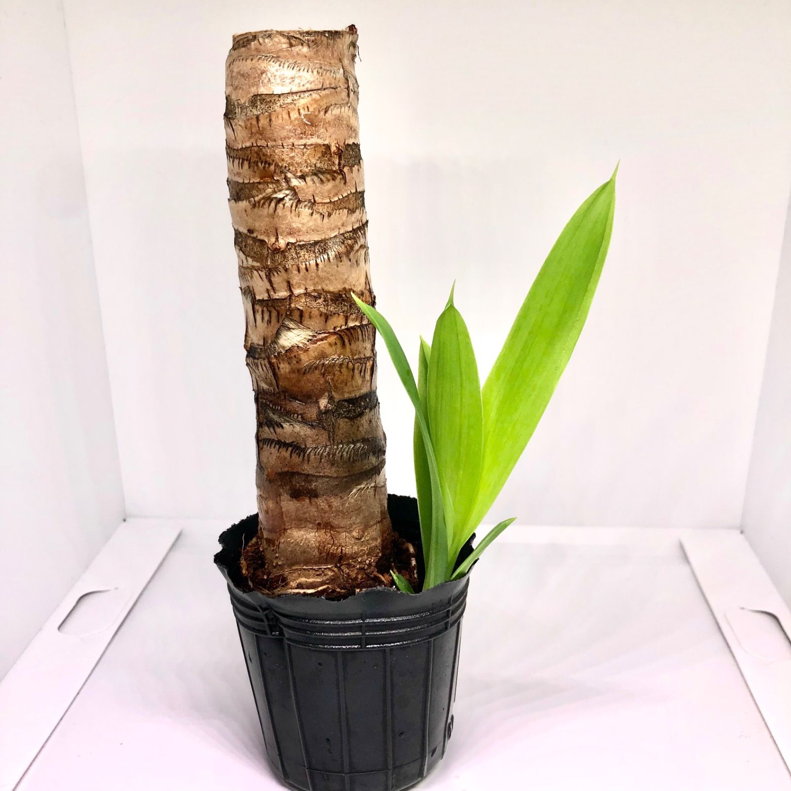 ユッカ 　根＆新芽付き ユッカ 根＆新芽付き ユッカ 根＆新芽付き