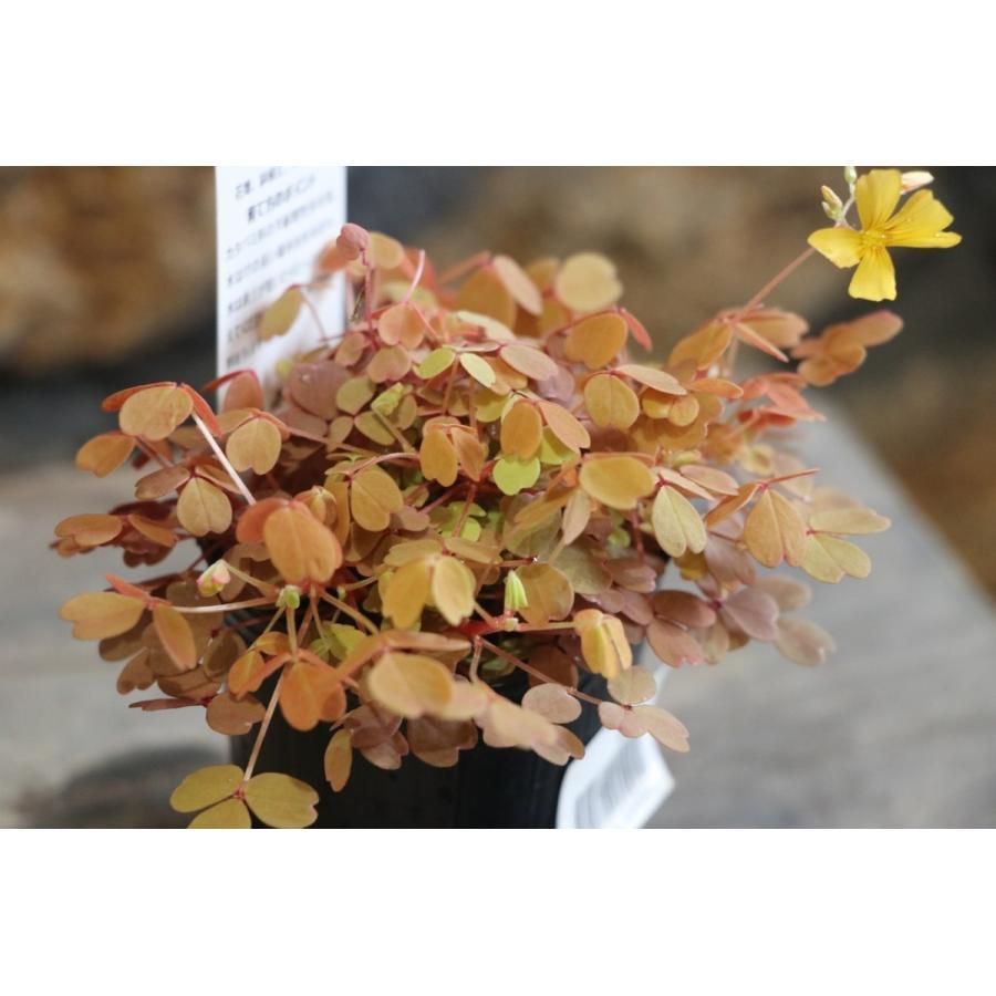 オキザリス 黄昏 2.5ロングポット苗 3株販売 寄せ植え 花壇 カラー