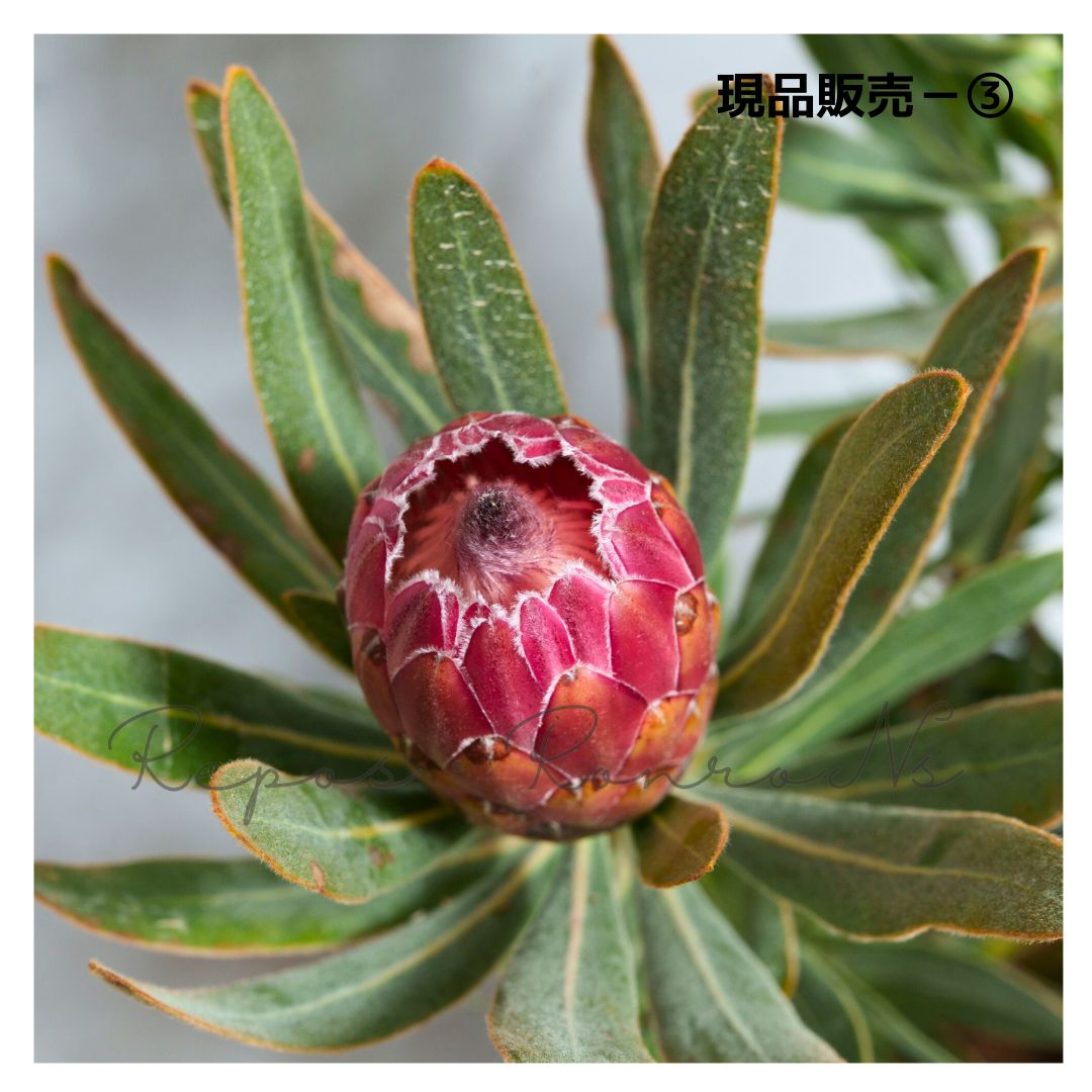 ネイティブプランツ