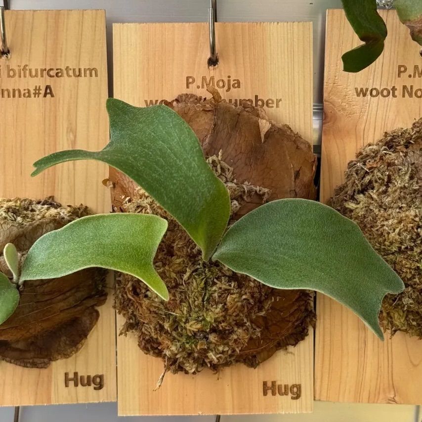 ビカクシダ モジャ Yahoo!オークション - 【backplain77