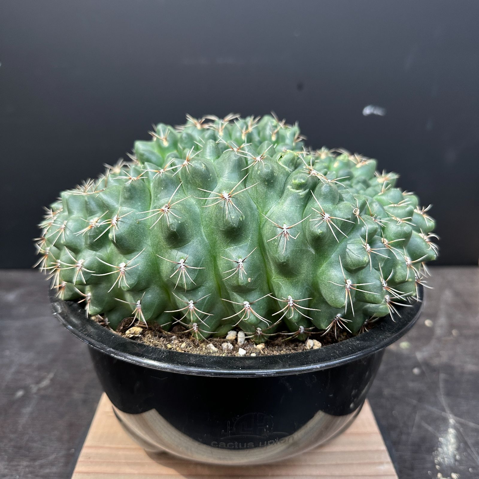 傷あり特価！！ #3 Gymnocalycium baldianum ギムノカリキウム 