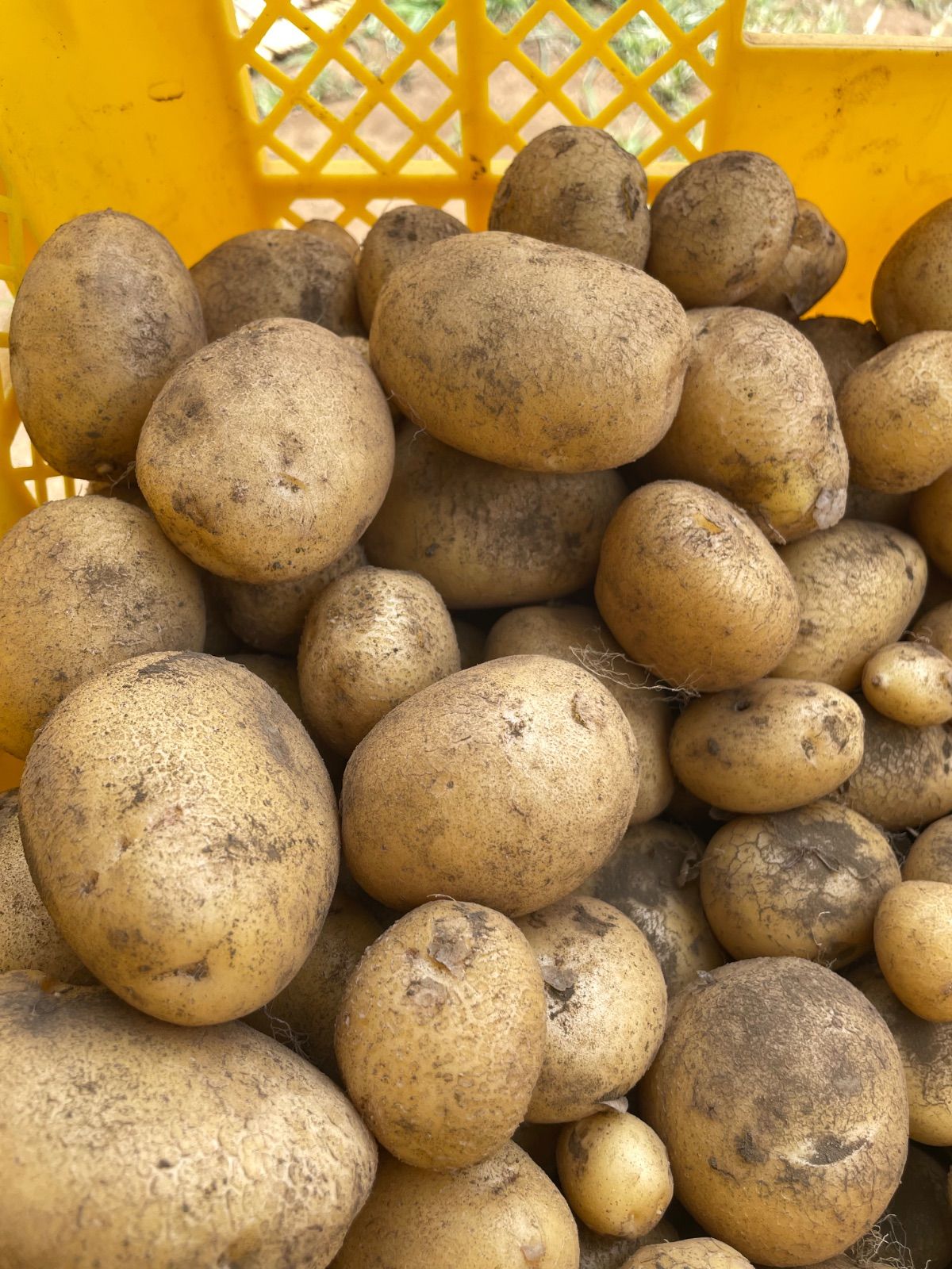 幻の　じゃがいも　ジャガイモ　17 幻の じゃがいも ジャガイモ 17 先行予約】今金男しゃく（L