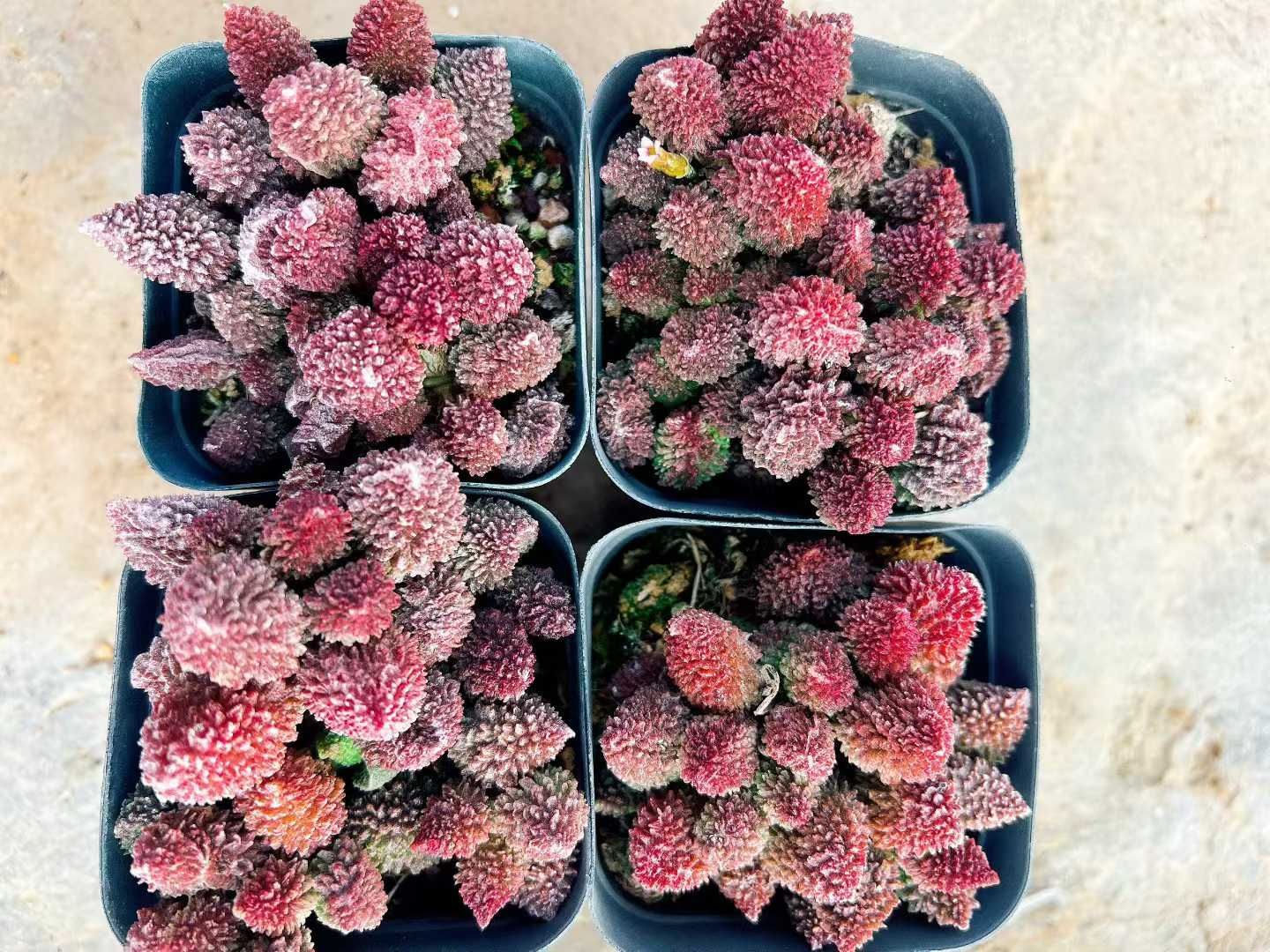 32株の抜き苗セット ヘレイ 多肉植物 佐川急便発送 エケベリア 韓国苗 LL2480