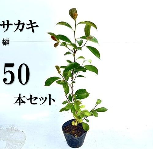 50本セット サカキ ホンサカキ 本榊樹高0.4m前後10.5cmポット