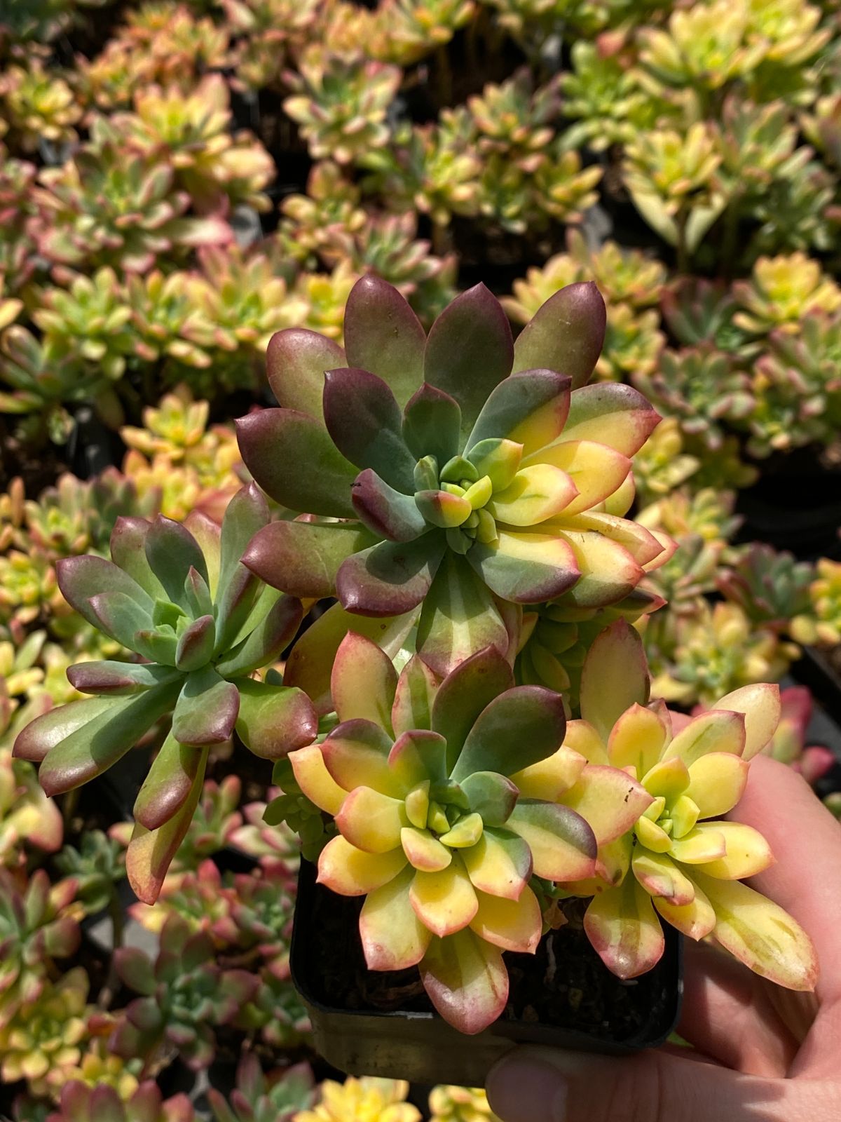 多肉植物　アモエナ　②　韓国苗 New. Soul crown ソウルクラウン (Colorata X Sarahime selected