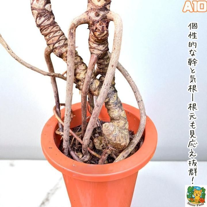 幹上がりが美しいフィロデンドロン・クッカバラA10・ 南国の雰囲気を楽しめる一鉢 幹上がりが美しいフィロデンドロン・クッカバラA10・ 南国の雰囲気を