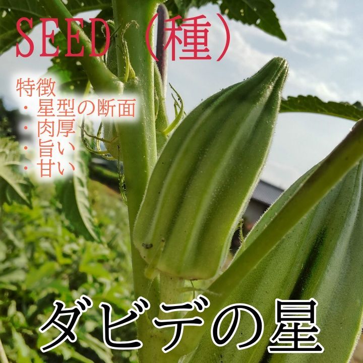 固定種　栽培時農薬不使用　オクラ 固定種 栽培時農薬不使用のオクラ