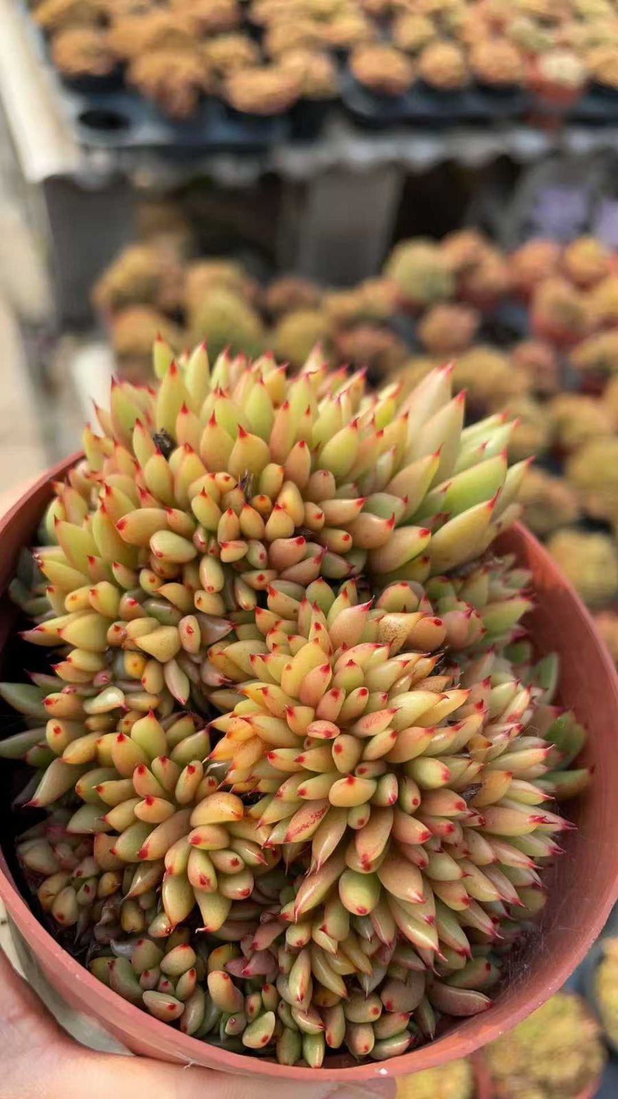 女雛 MT606×40鉢 抜き苗 多肉植物 エケベリア サボテン 韓国苗