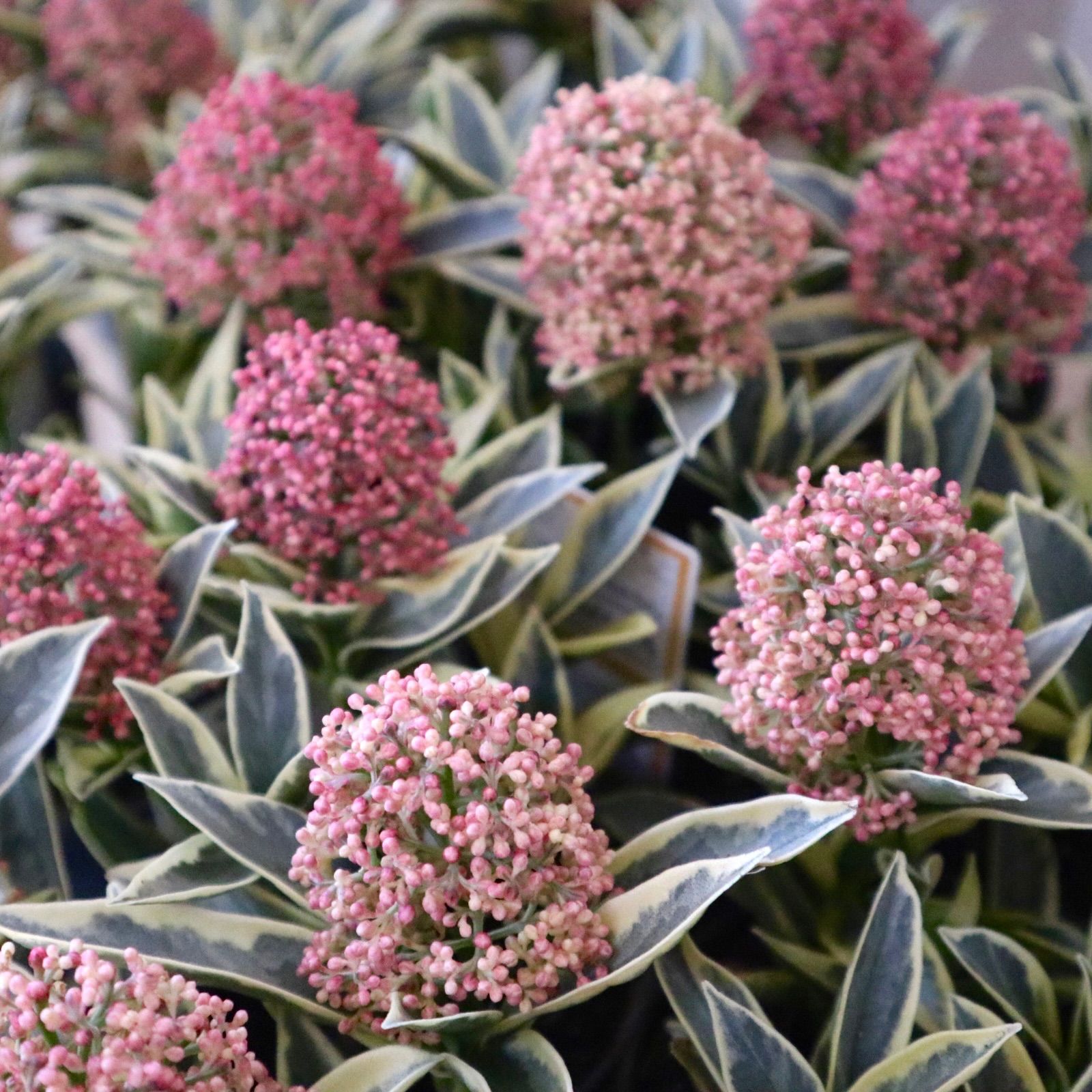 ブーファン ハエマンソイデス 現地球良株 発根済 丸株 球根植物