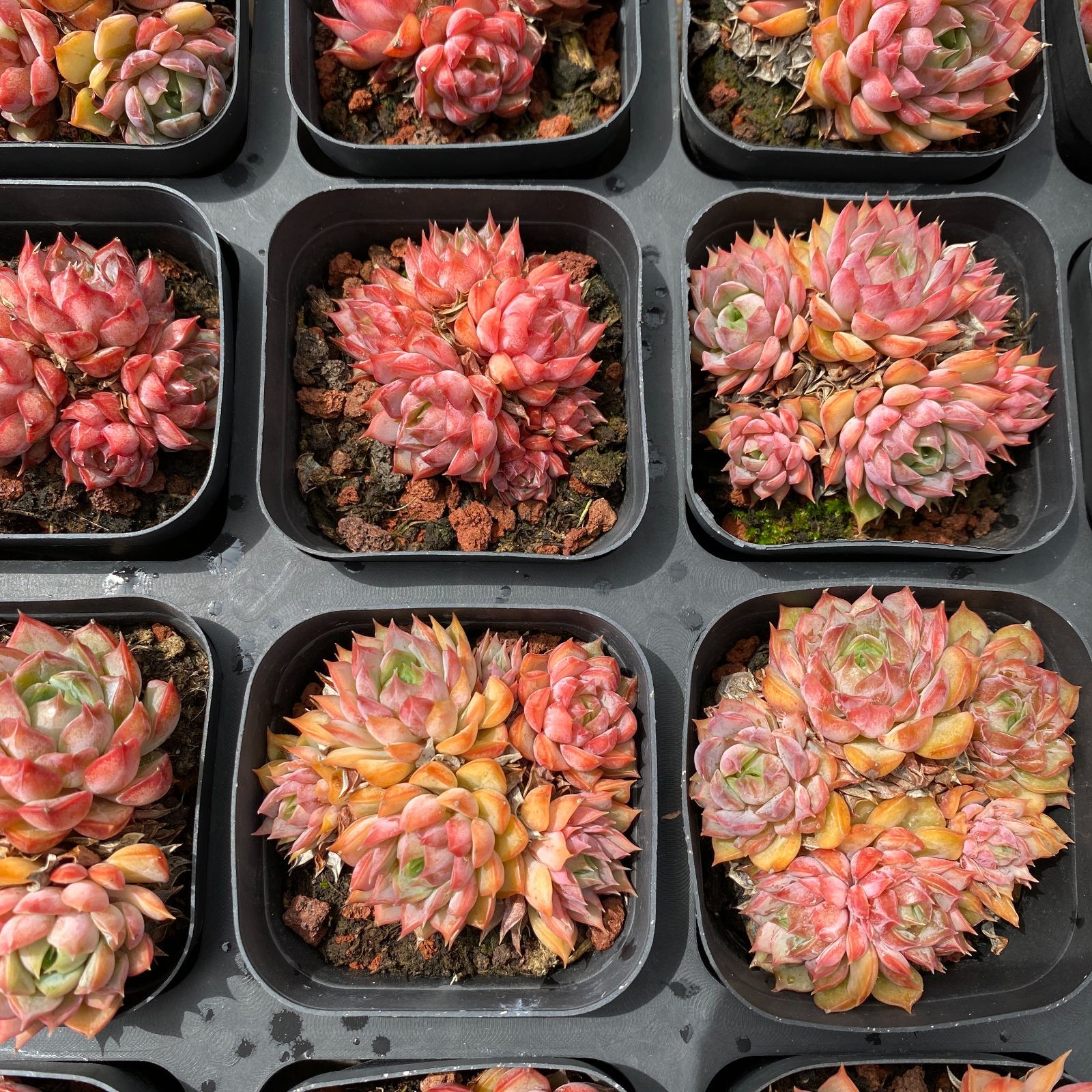 多肉植物 韓国苗 ムーンストーン 双頭 抜き苗 多肉植物 ポセイドン 10