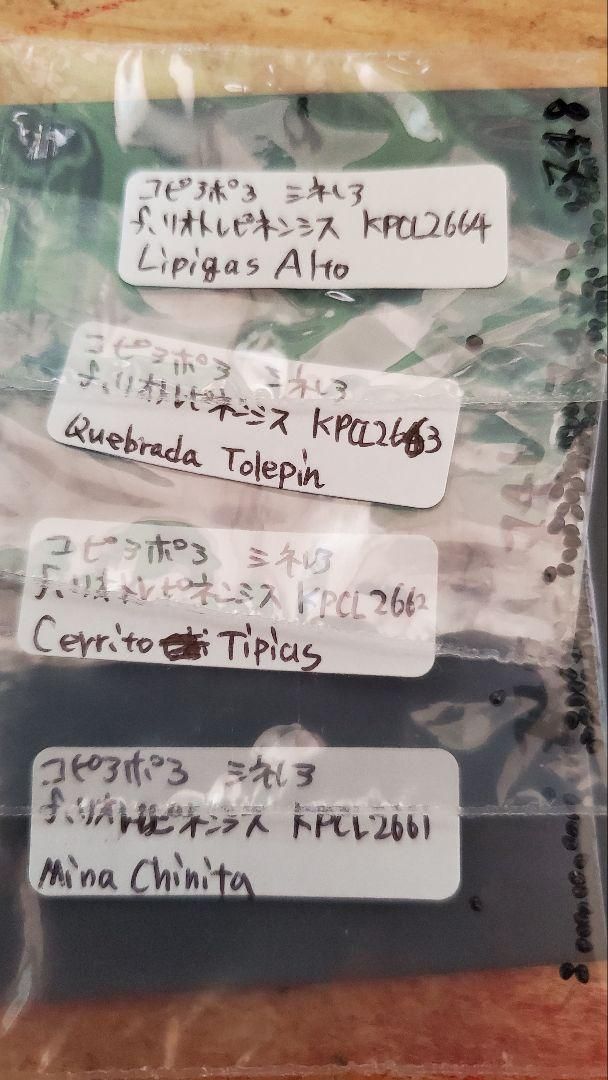 コピアポア 黒王丸、孤竜丸系統いろいろ種子セット 合計550粒