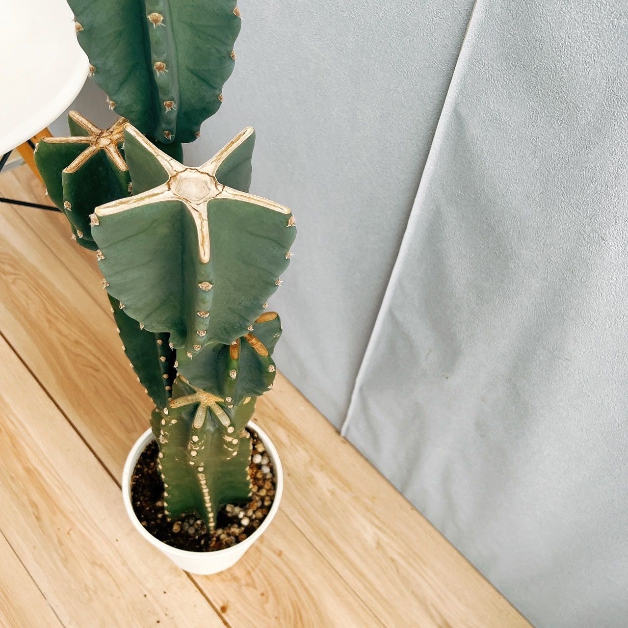 柱サボテン ブランチ 6 観葉植物 室内 ドライガーデン 5号 現品