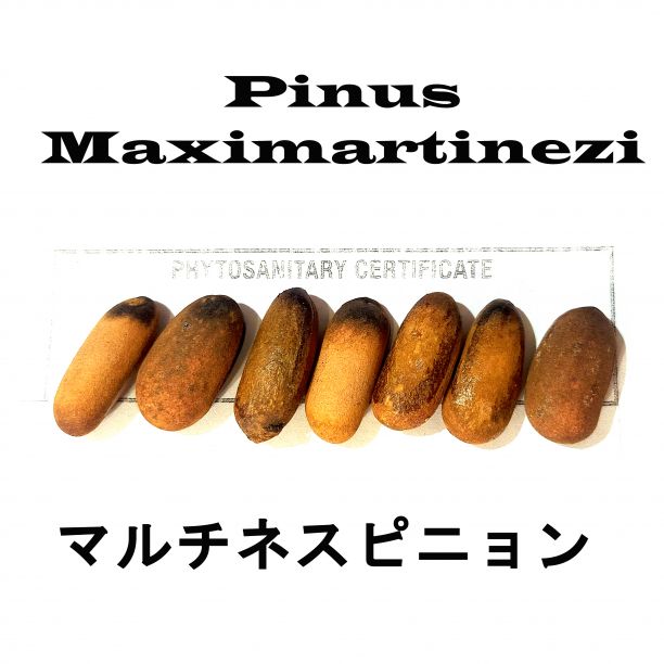 1月入荷 100粒 マルチネスピニョンマツ 種 種子 証明書あり