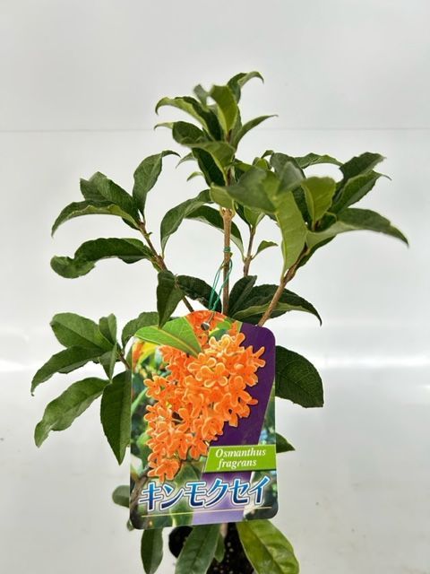 40本セット キンモクセイ樹高0.3m前後10.5cmポット