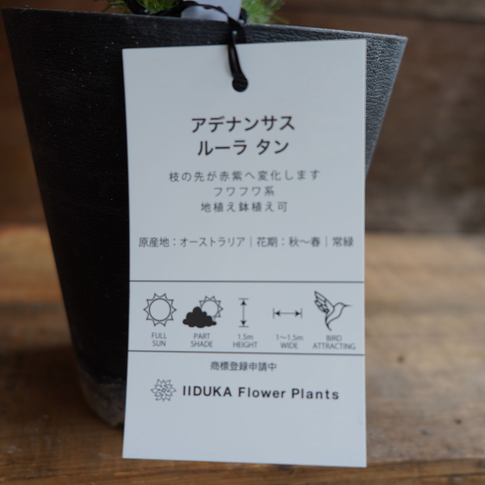 アデナンサス ”ルーラタン” C オージープランツ 現物発送 - メルカリ