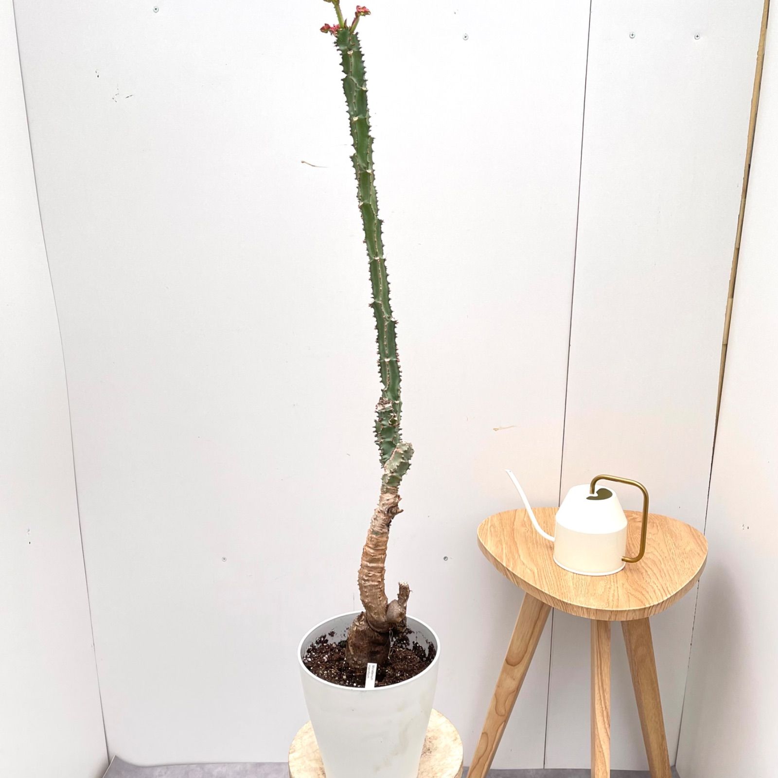 現品］【希少】モナデニウム マグニフィカム 観葉植物 レア 珍奇植物