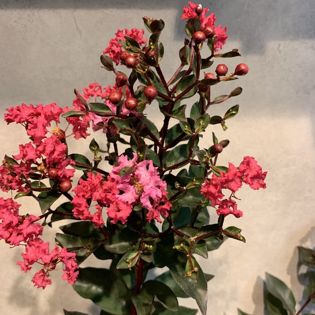 6号鉢 ☆金継ぎ☆ 観葉植物