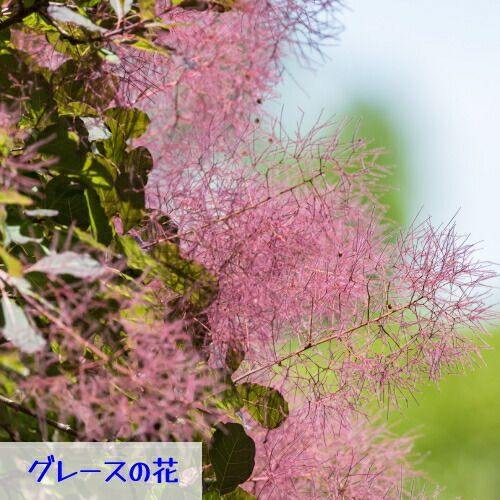 選べる5種類