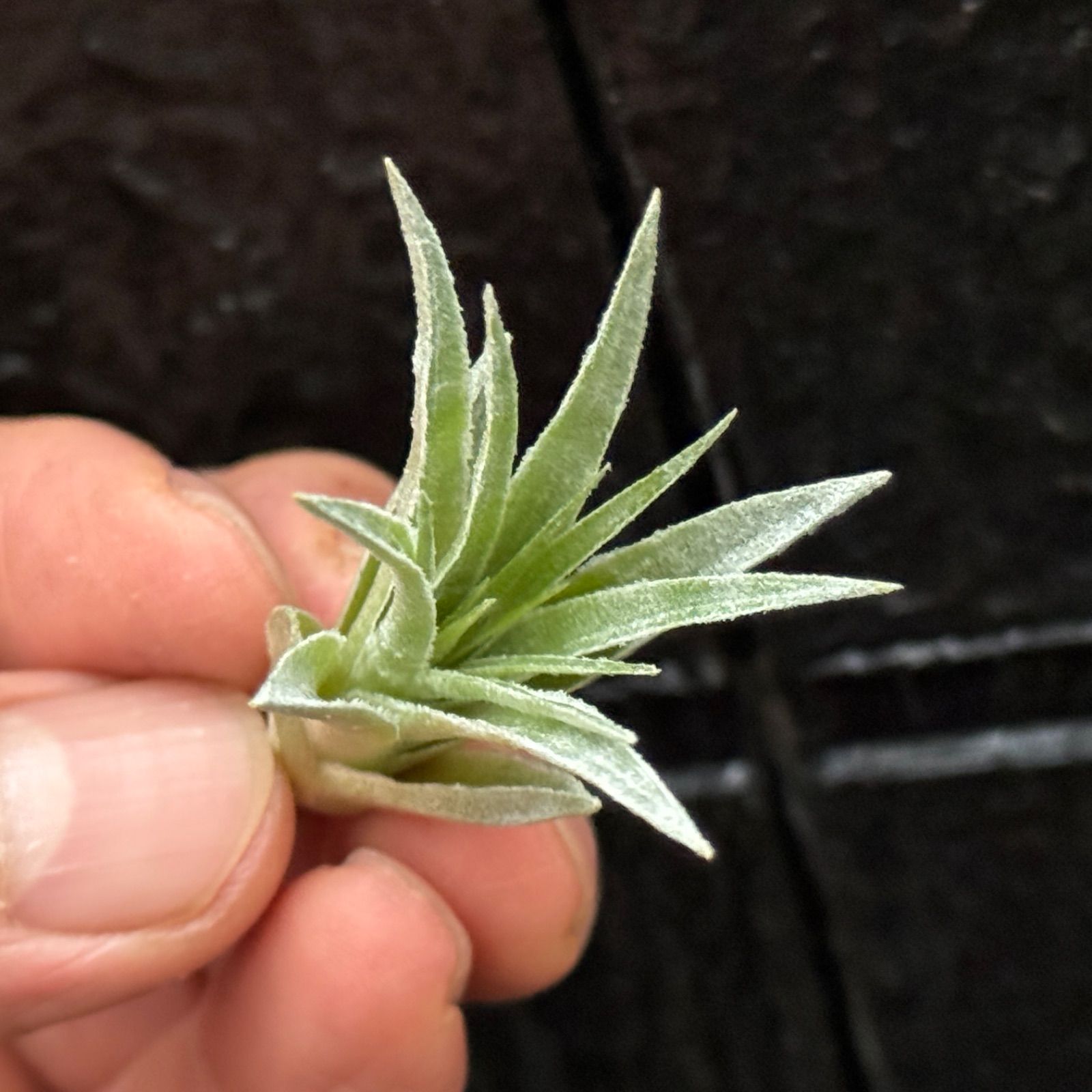 チランジア ロゼイフローラ Tillandsia roseiflora＊エアプランツ