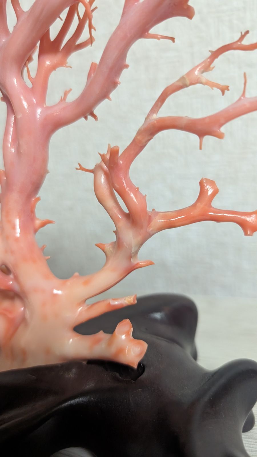 珊瑚 本珊瑚