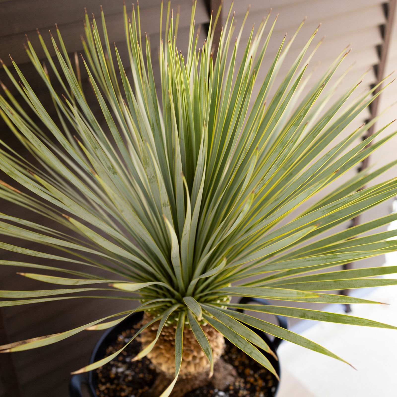 ユッカ ロストラータ サファイアスカイズ 8【現品】 ☆希少☆ 観葉植物