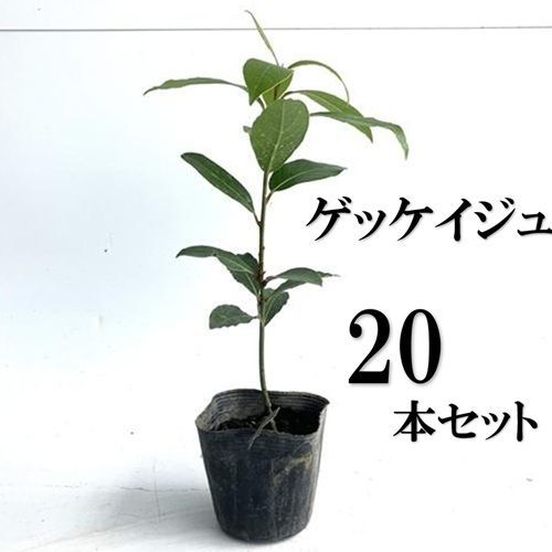 越冬済み 柱サボテン 10頭発根 サボテンブランチ メキシカン