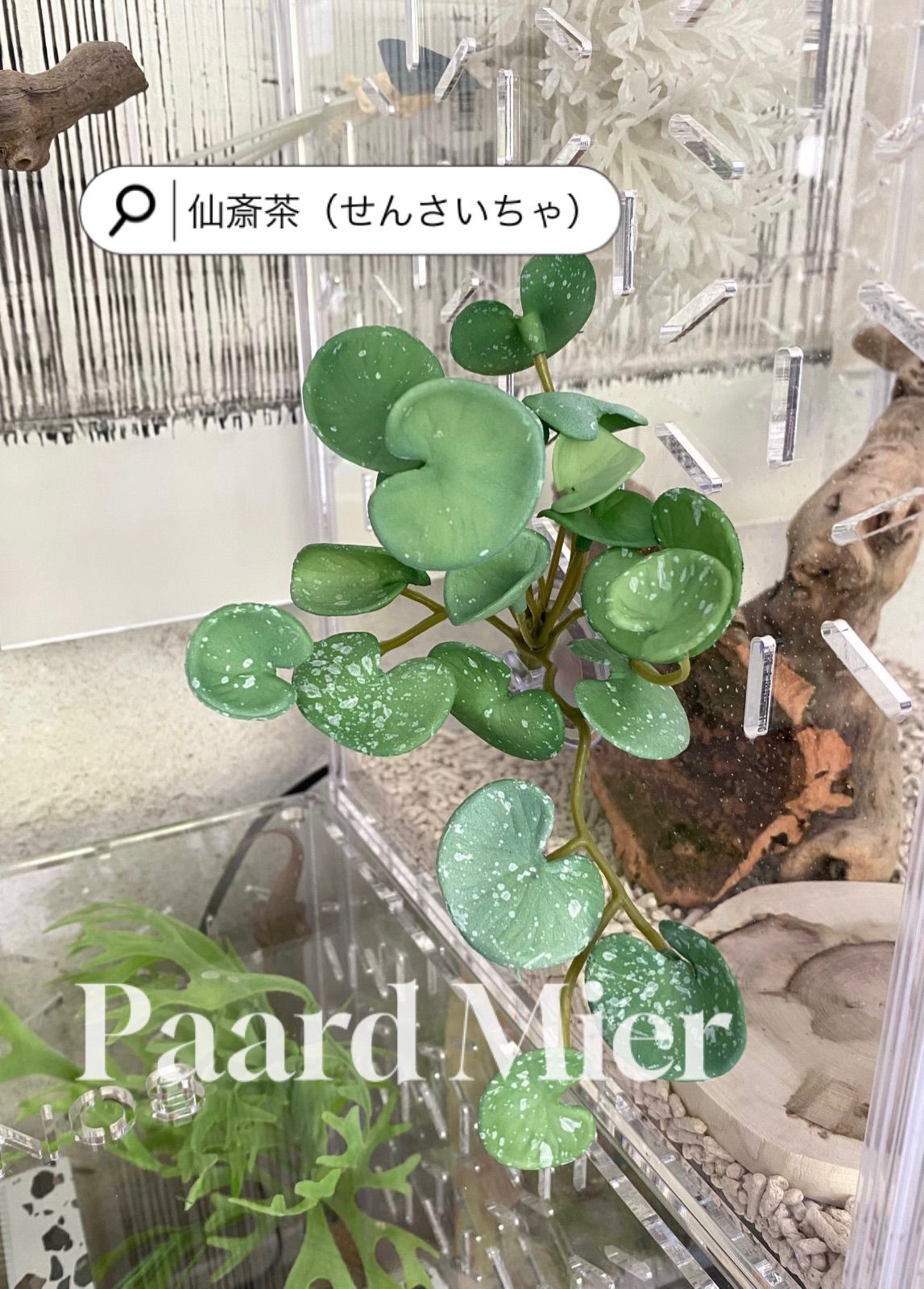 Taorun様