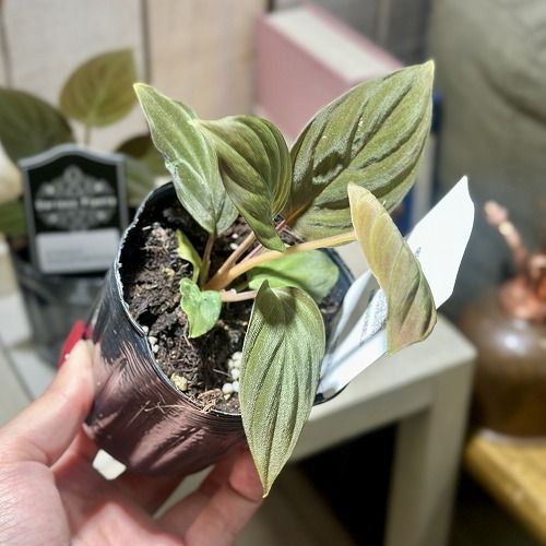 ホマロメナ　ブラックベルベット 観葉植物 ホマロメナ ブラックベルベット 3号(個体おまかせ1鉢
