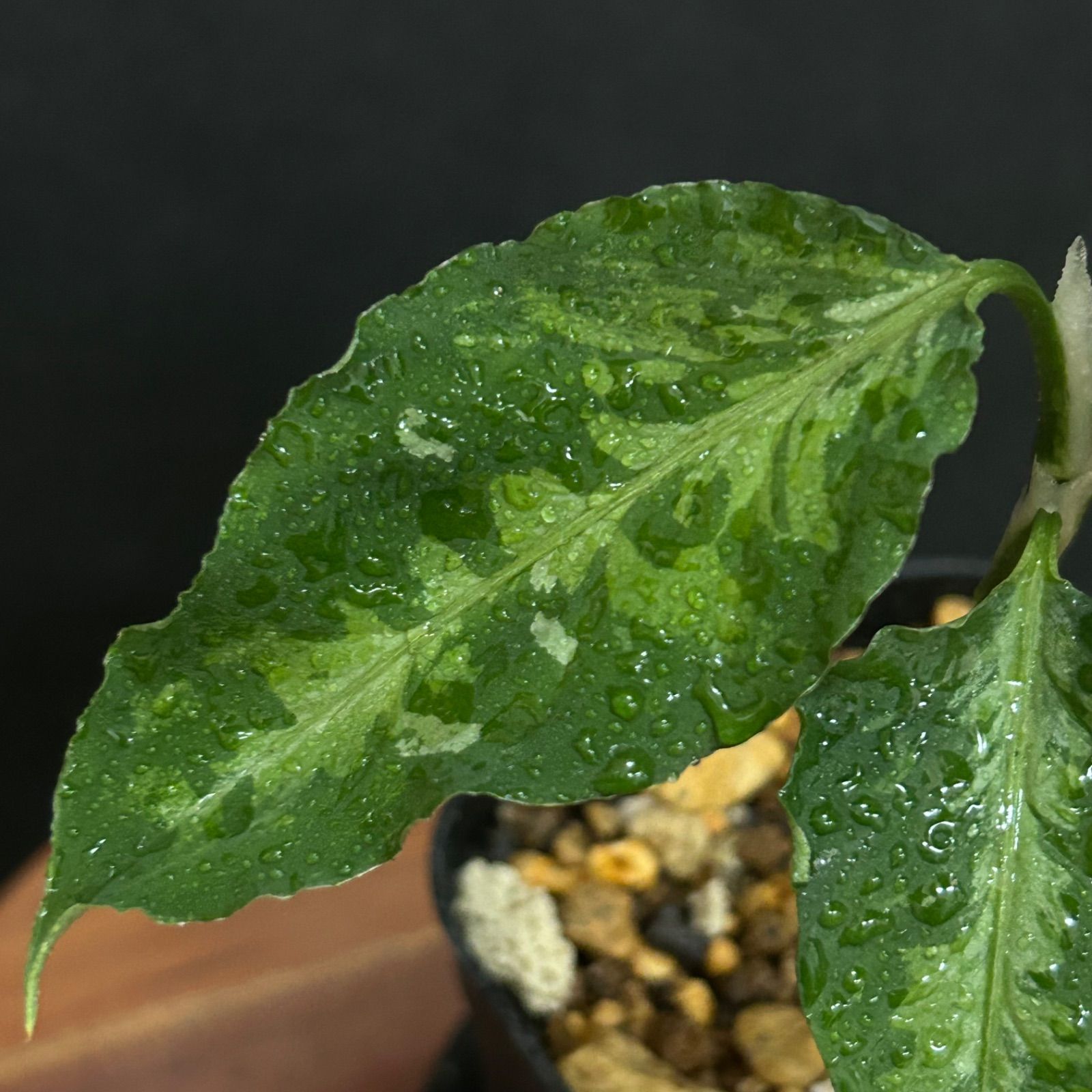 アグラオネマ ピクタム 抜き苗 抜き苗】アグラオネマ ピクタム トリカラー #760 / 観葉植物