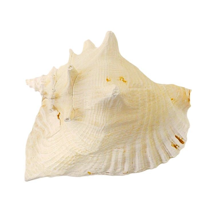 貝殻　オブジェ　置物　コンク貝？ コンク貝 オブジェ ピンク貝 コンク貝 貝殻 置物 オブジェ インテリア