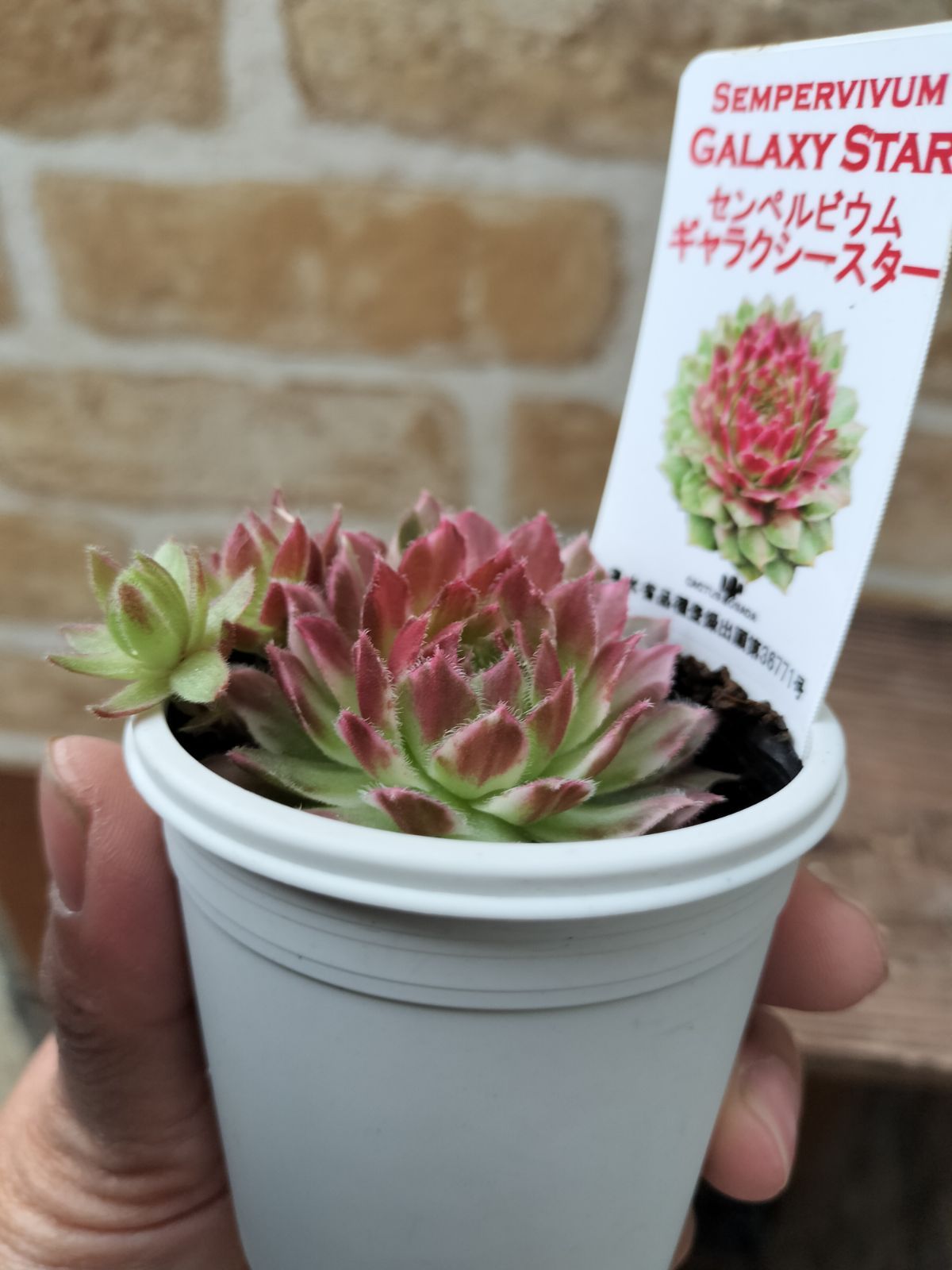 センペルビウム・ギャラクシースター - メルカリ